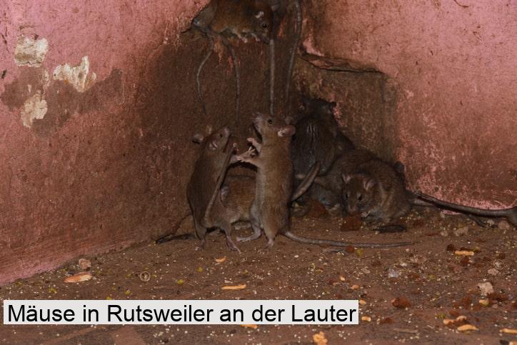 Mäuse in Rutsweiler an der Lauter